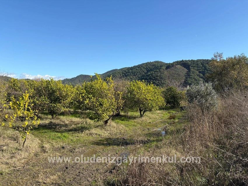 Field For sale in Tepearası Nbh. Ortaca - Vineyards & orchards Zoned - 23.000 m²
