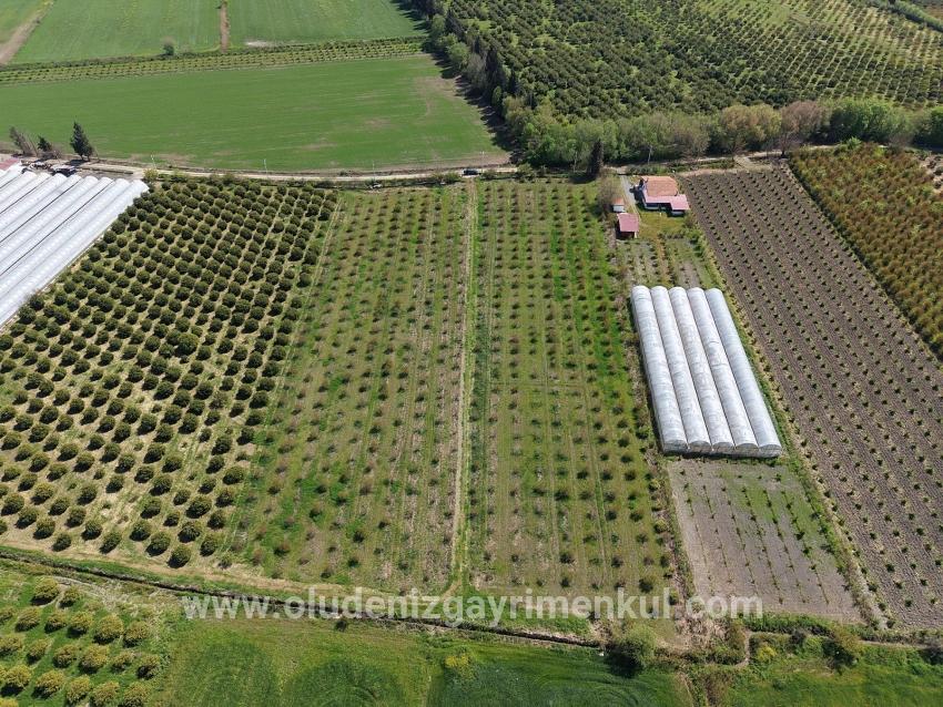 16,000 M² Pomegranate Orchard For Sale In Eskiköy