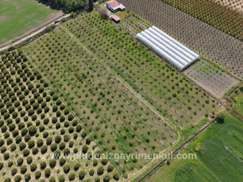 16,000 M² Pomegranate Orchard For Sale In Eskiköy