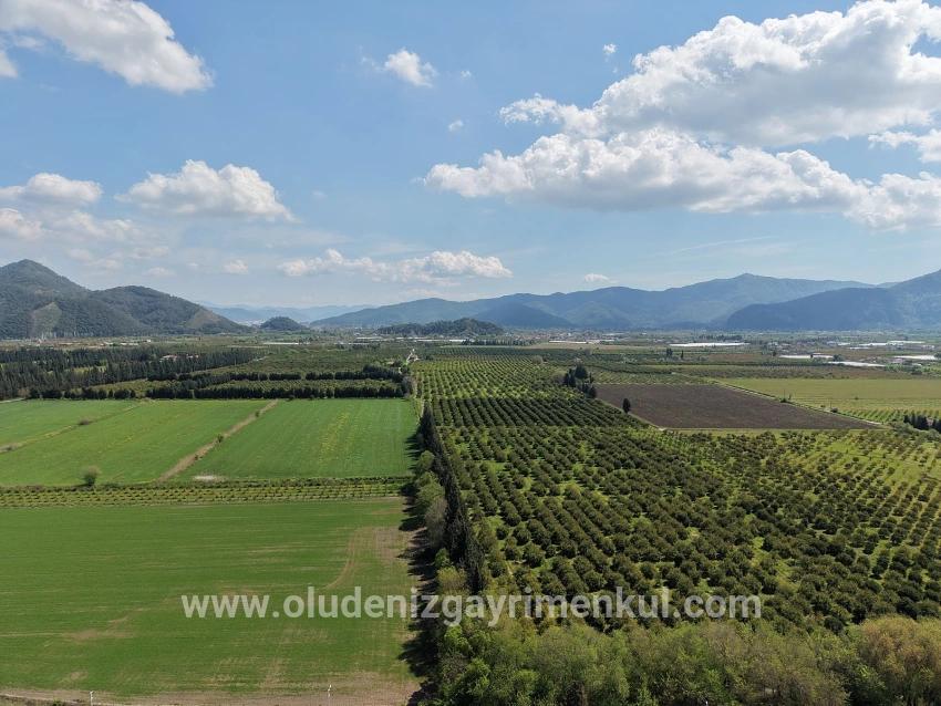 16,000 M² Pomegranate Orchard For Sale In Eskiköy