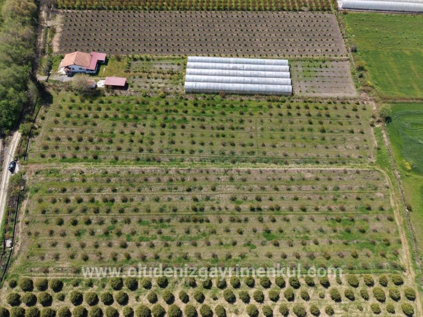 16,000 M² Pomegranate Orchard For Sale In Eskiköy