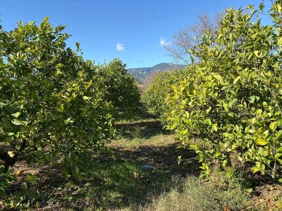 Lemon Orchard For Sale In Dalyan, 16,500 M²
