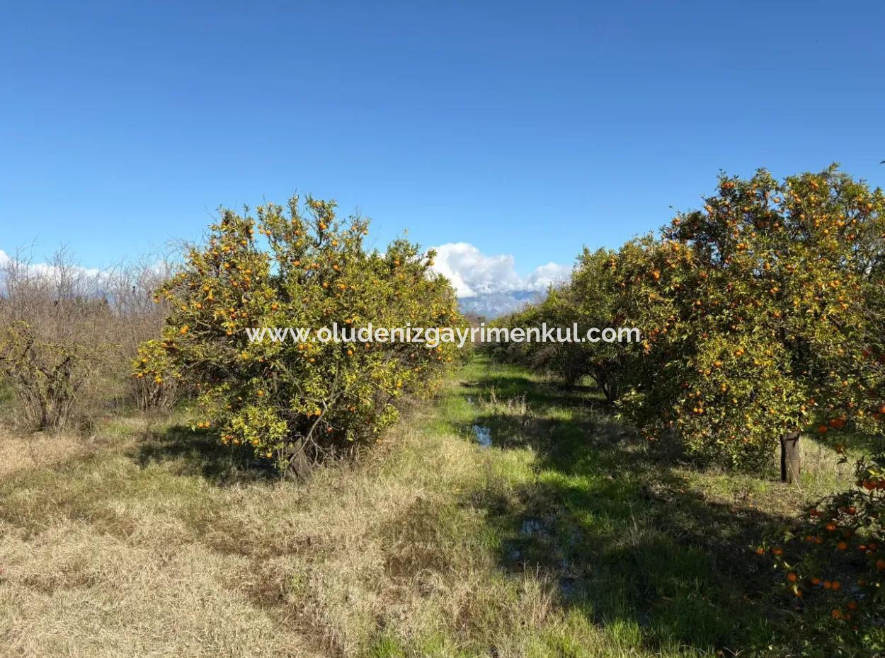 23,000M2 Detached Field Garden For Sale In Tepearasin,