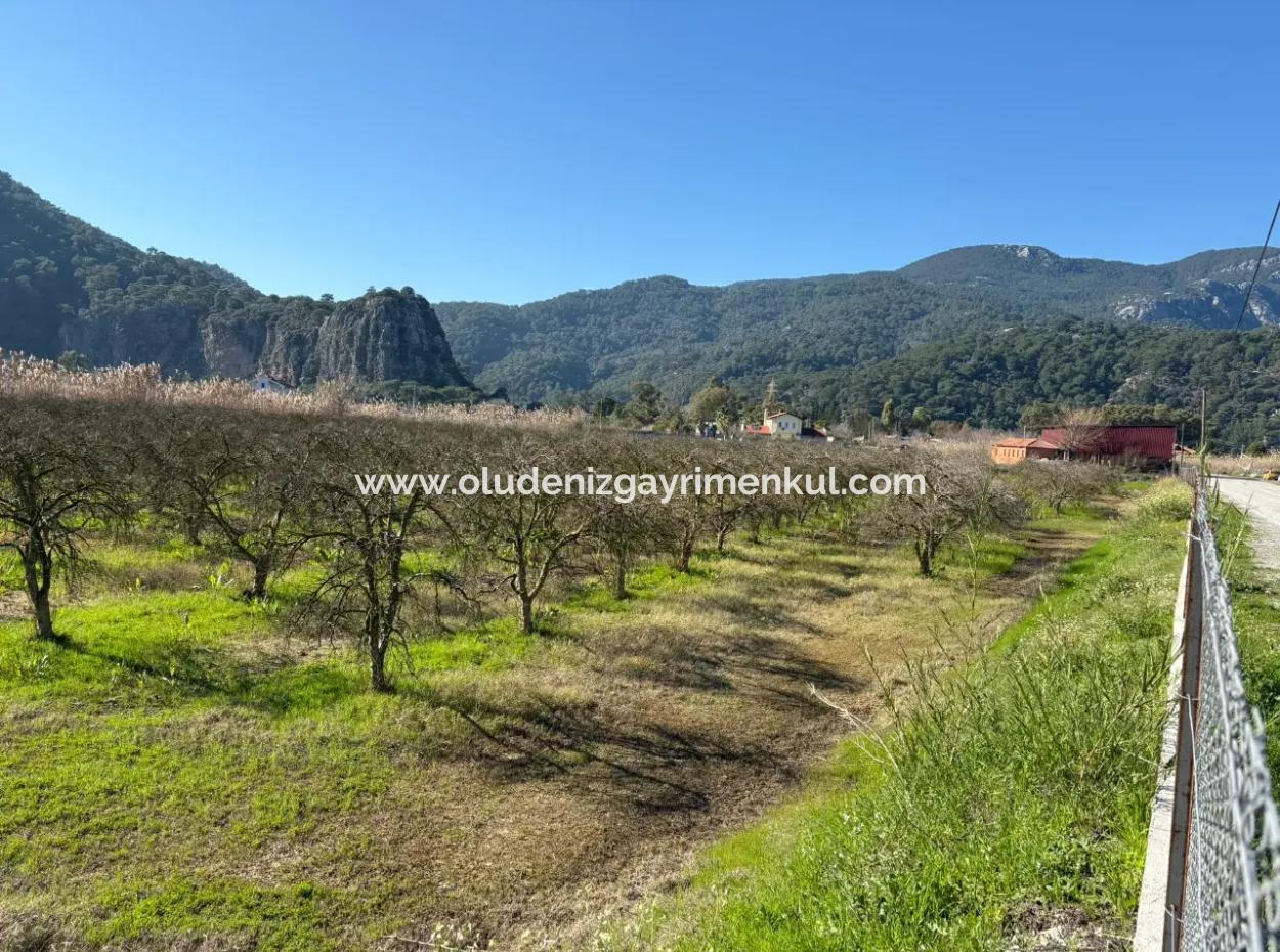 5985M2 5% Zoned Land For Sale In Dalyan As Vineyard Garden