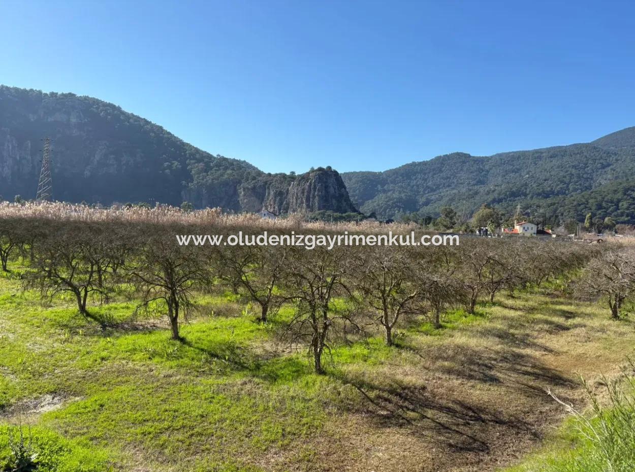 5985M2 5% Zoned Land For Sale In Dalyan As Vineyard Garden