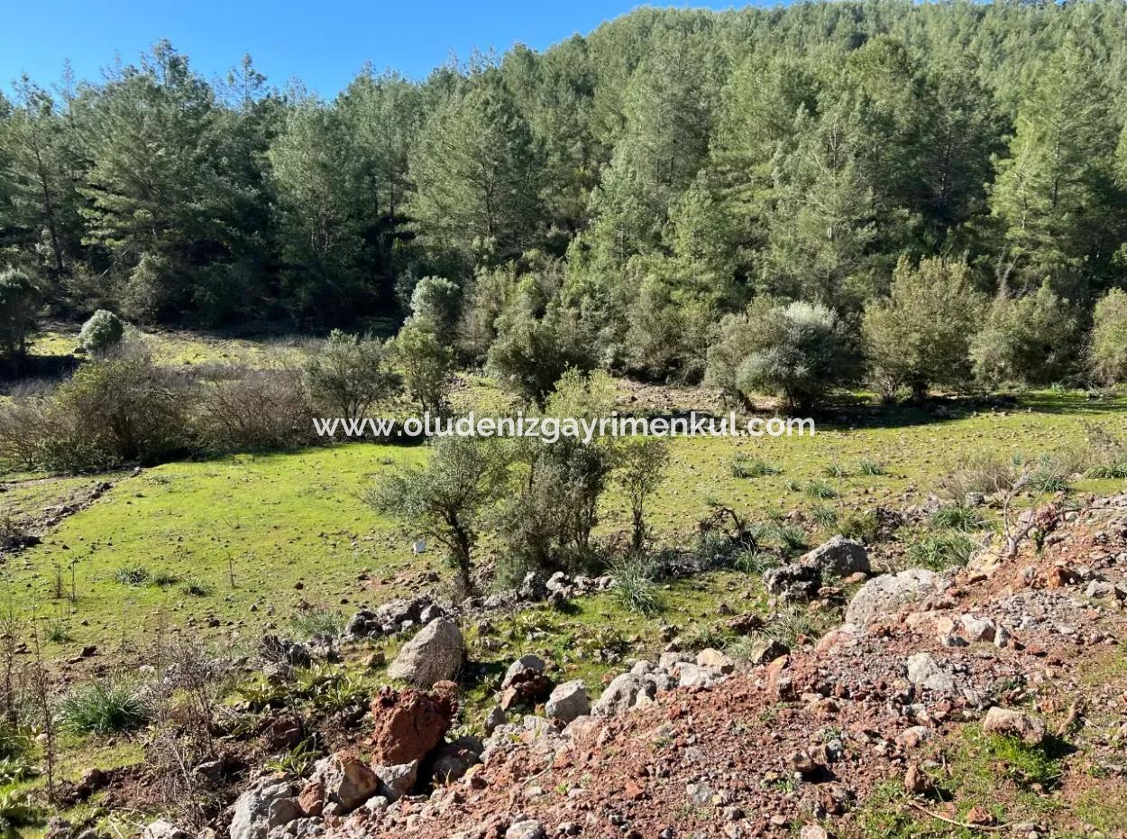 Land For Sale In Nature And Forest In Gökbel