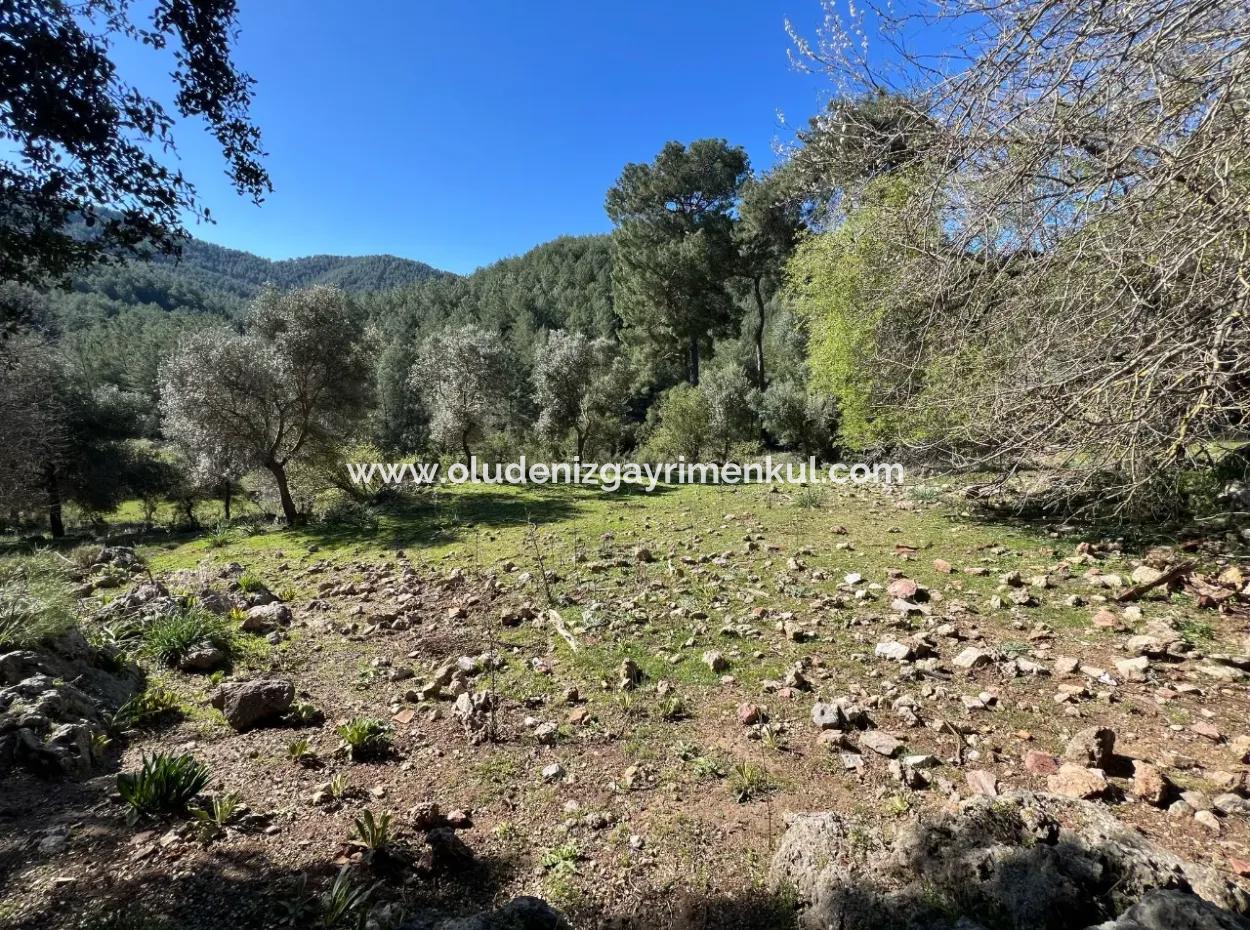Land For Sale In Nature And Forest In Gökbel