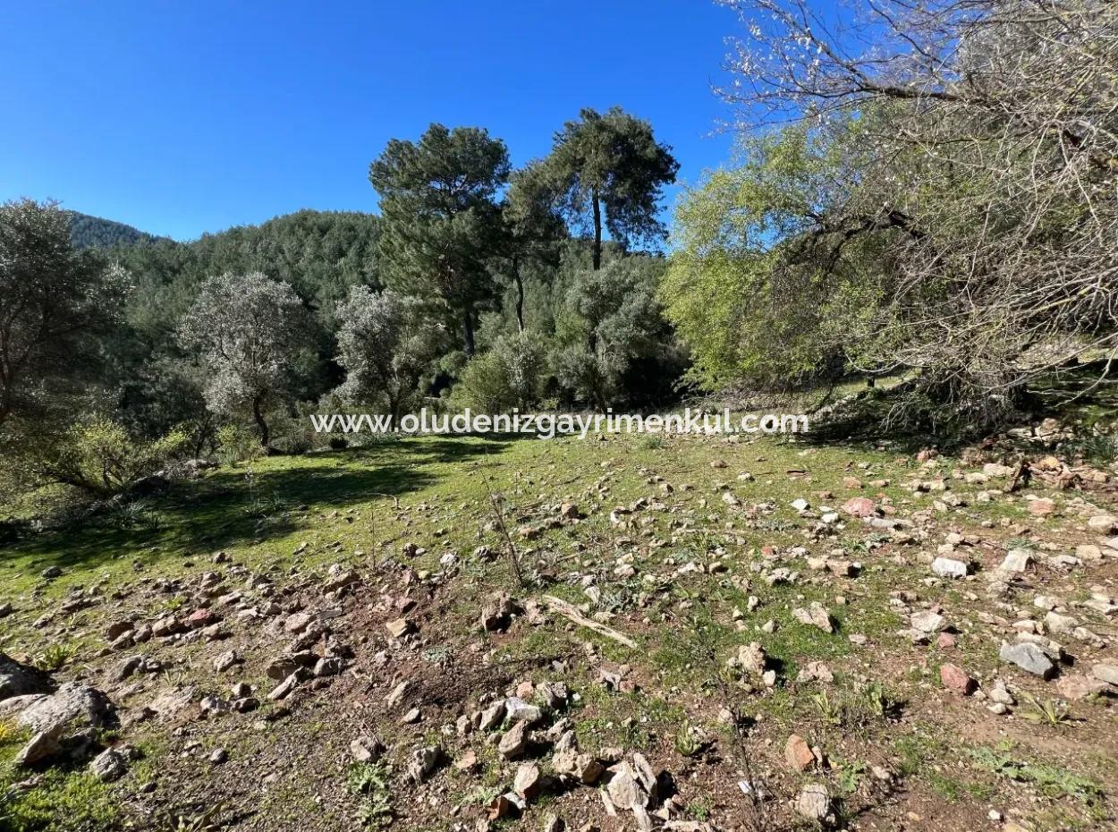 Land For Sale In Nature And Forest In Gökbel