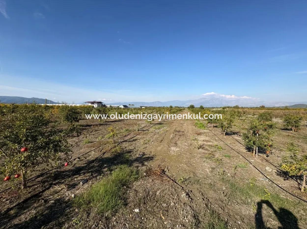 21500M2 Pomegranate Orchard For Sale In Eskiköy
