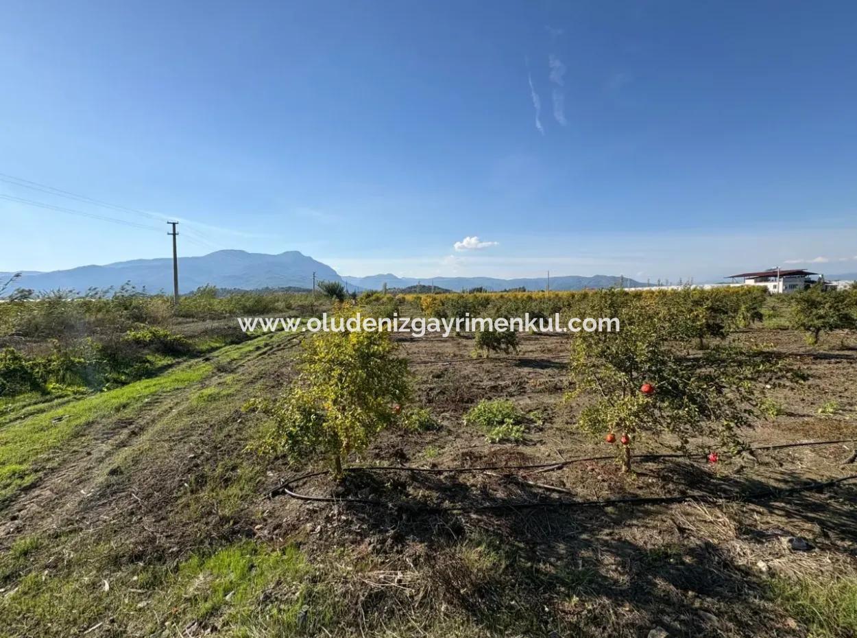 21500M2 Pomegranate Orchard For Sale In Eskiköy