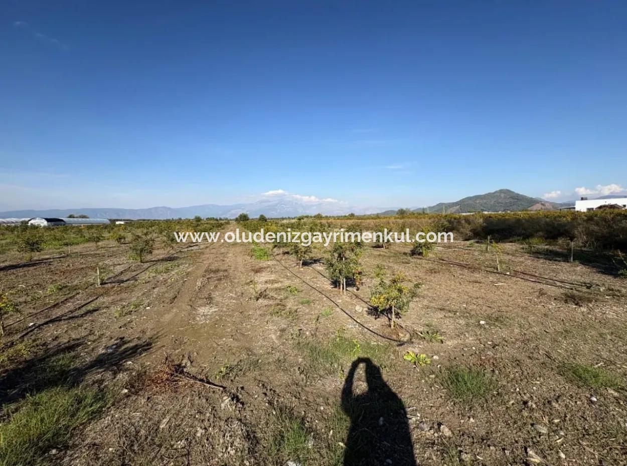 21500M2 Pomegranate Orchard For Sale In Eskiköy