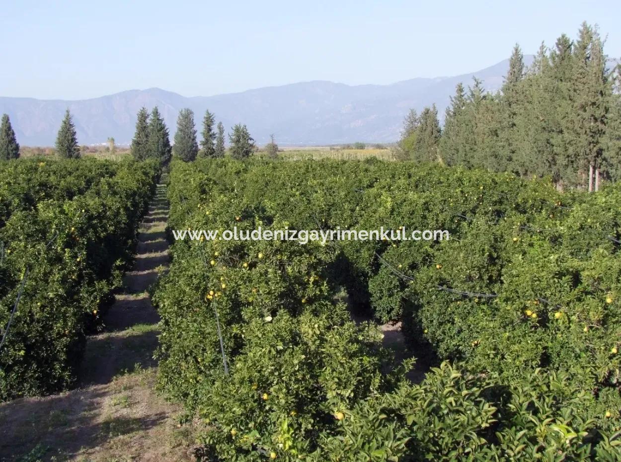 Garden For Sale In Oriya Tepearasi Between The Peak 65,000M2 Orange Garden For Sale