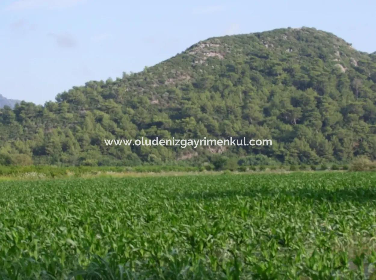 Farm For Sale Near The Centre Of Dalyan,14, 612M2 Farm For Sale