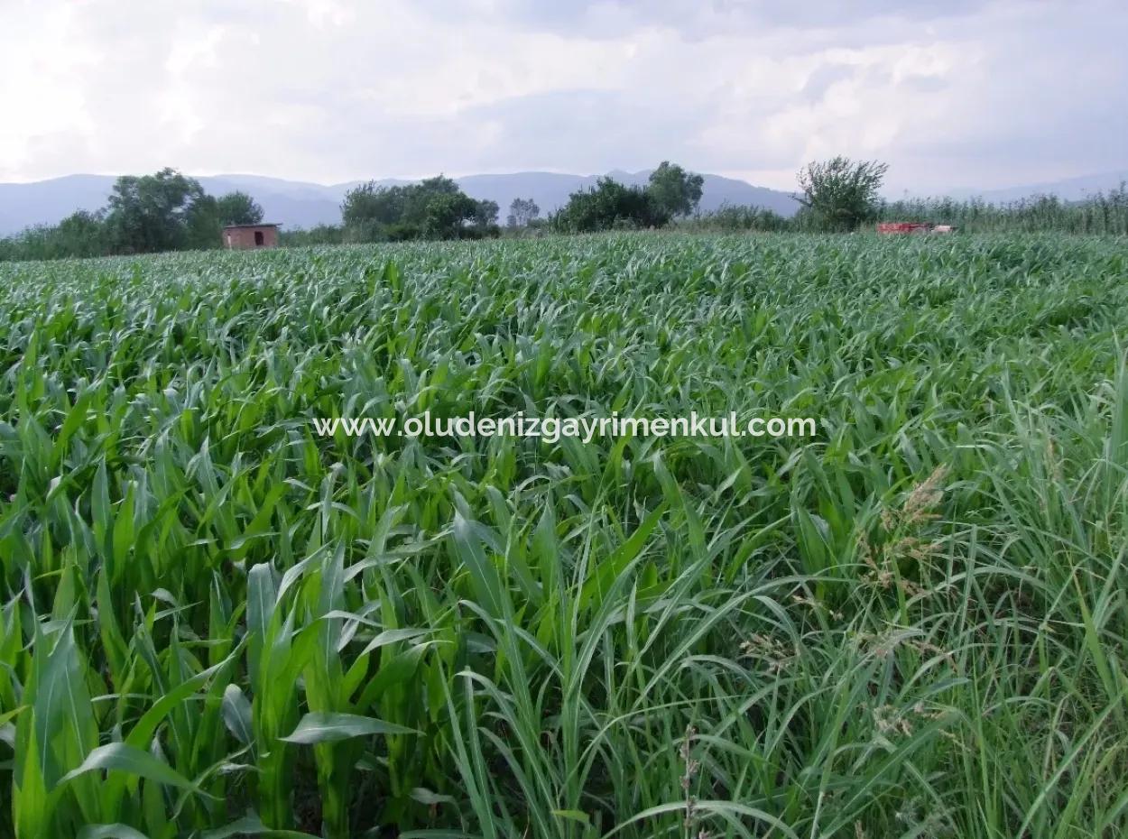 Farm For Sale Near The Centre Of Dalyan,14, 612M2 Farm For Sale