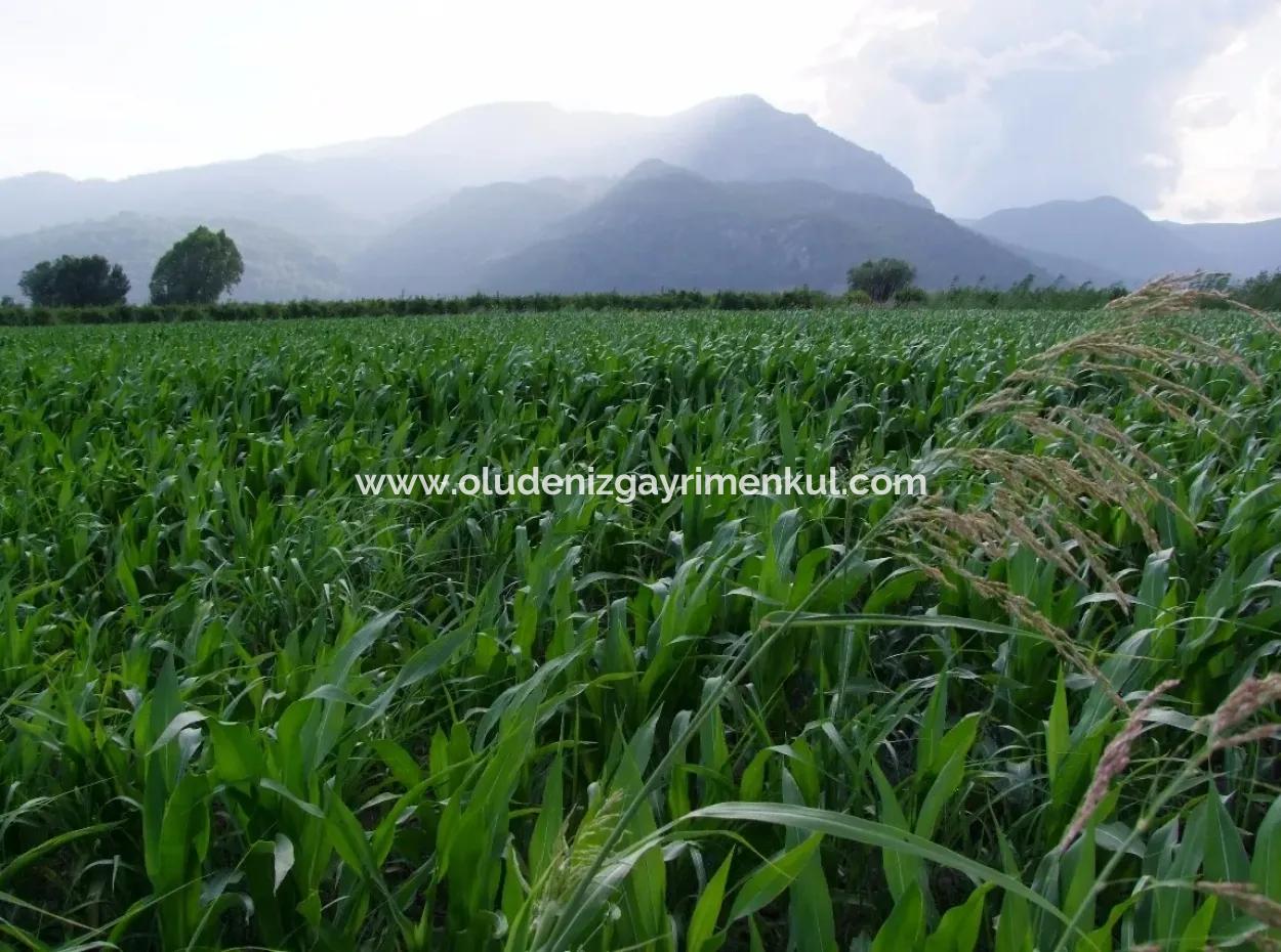 Farm For Sale Near The Centre Of Dalyan,14, 612M2 Farm For Sale