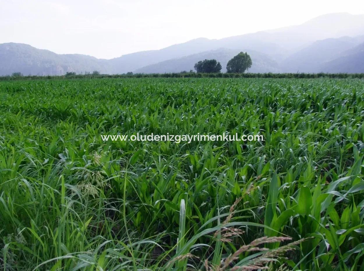 Farm For Sale Near The Centre Of Dalyan,14, 612M2 Farm For Sale