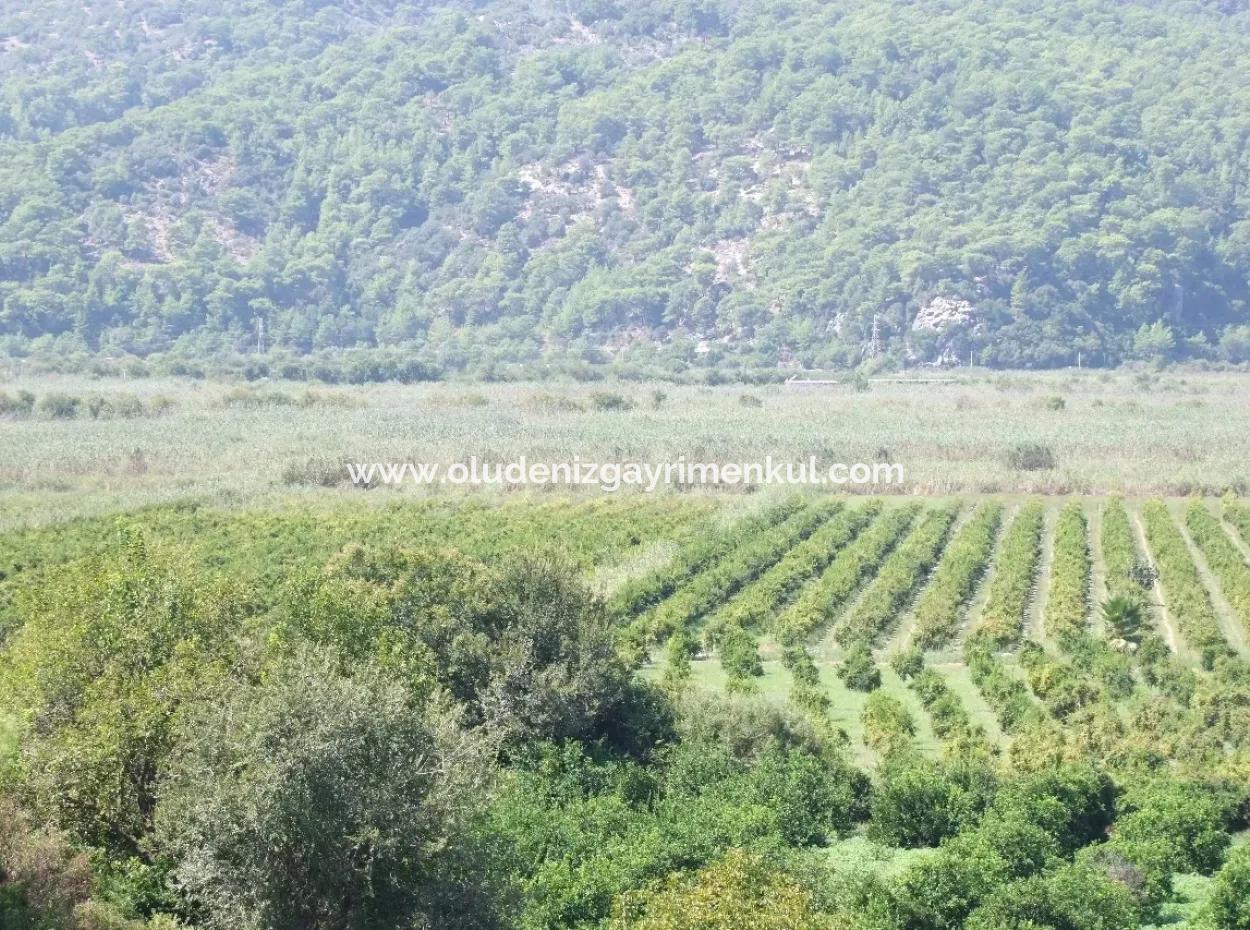 For Sale Farm For Sale In Dalyan 73410M2