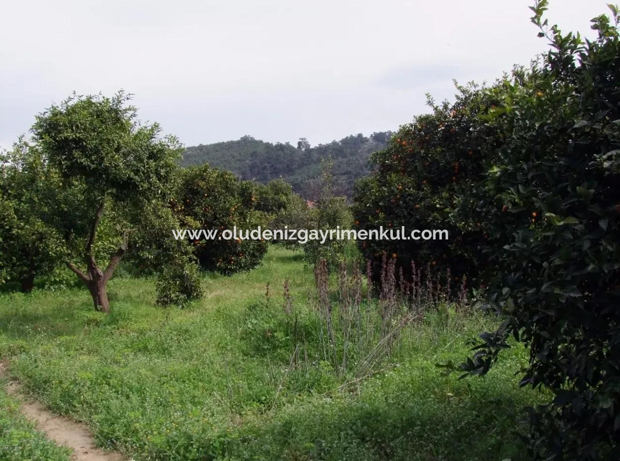 For Sale In Orange Grove 24,000M2 For Sale Near The Sea Garden For Sale Bargain