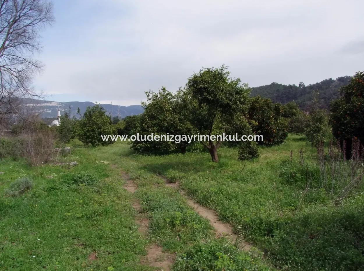 For Sale In Orange Grove 24,000M2 For Sale Near The Sea Garden For Sale Bargain