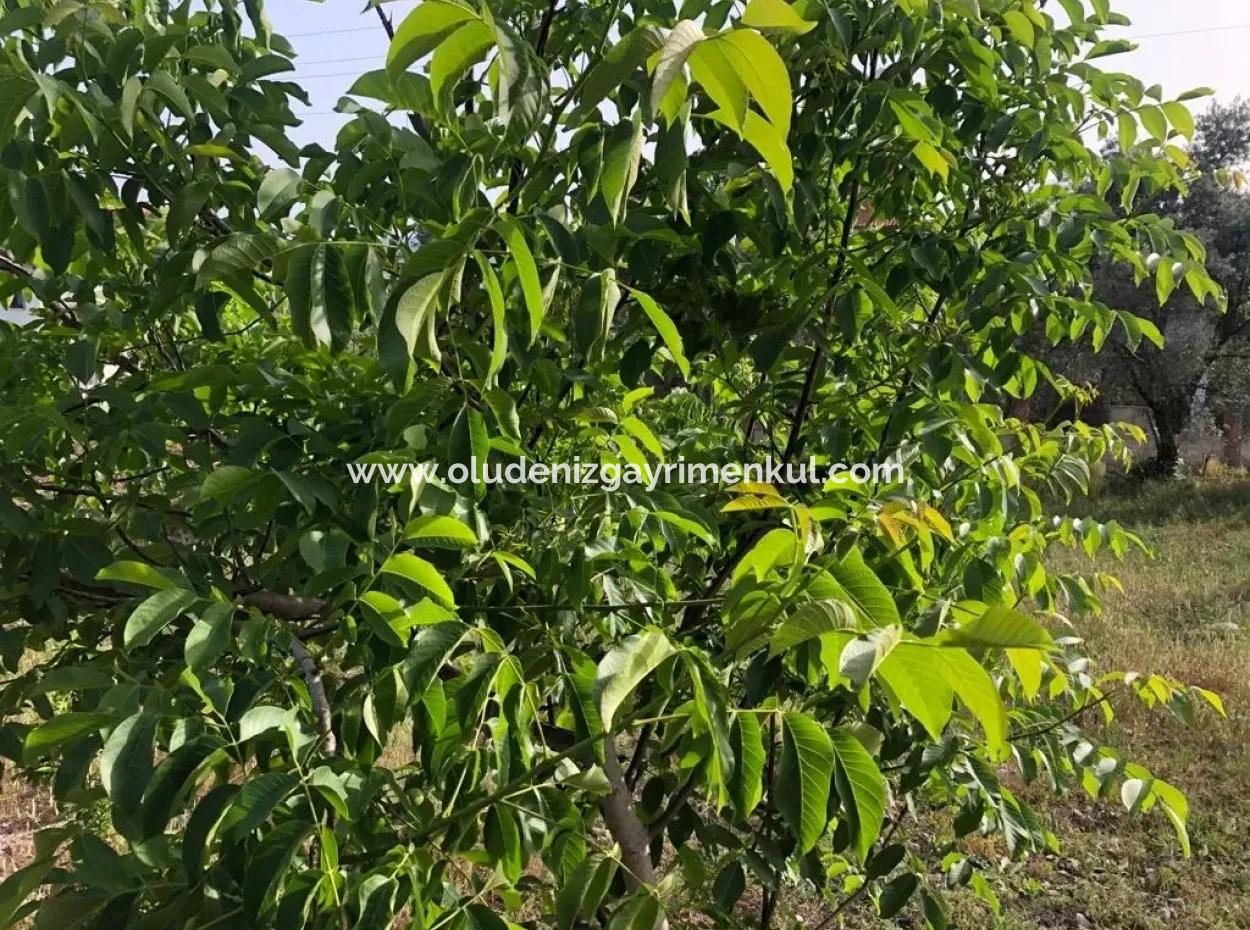 Village House In Koycegiz, 903M2 2 1 Zeytinalani Is For Sale.