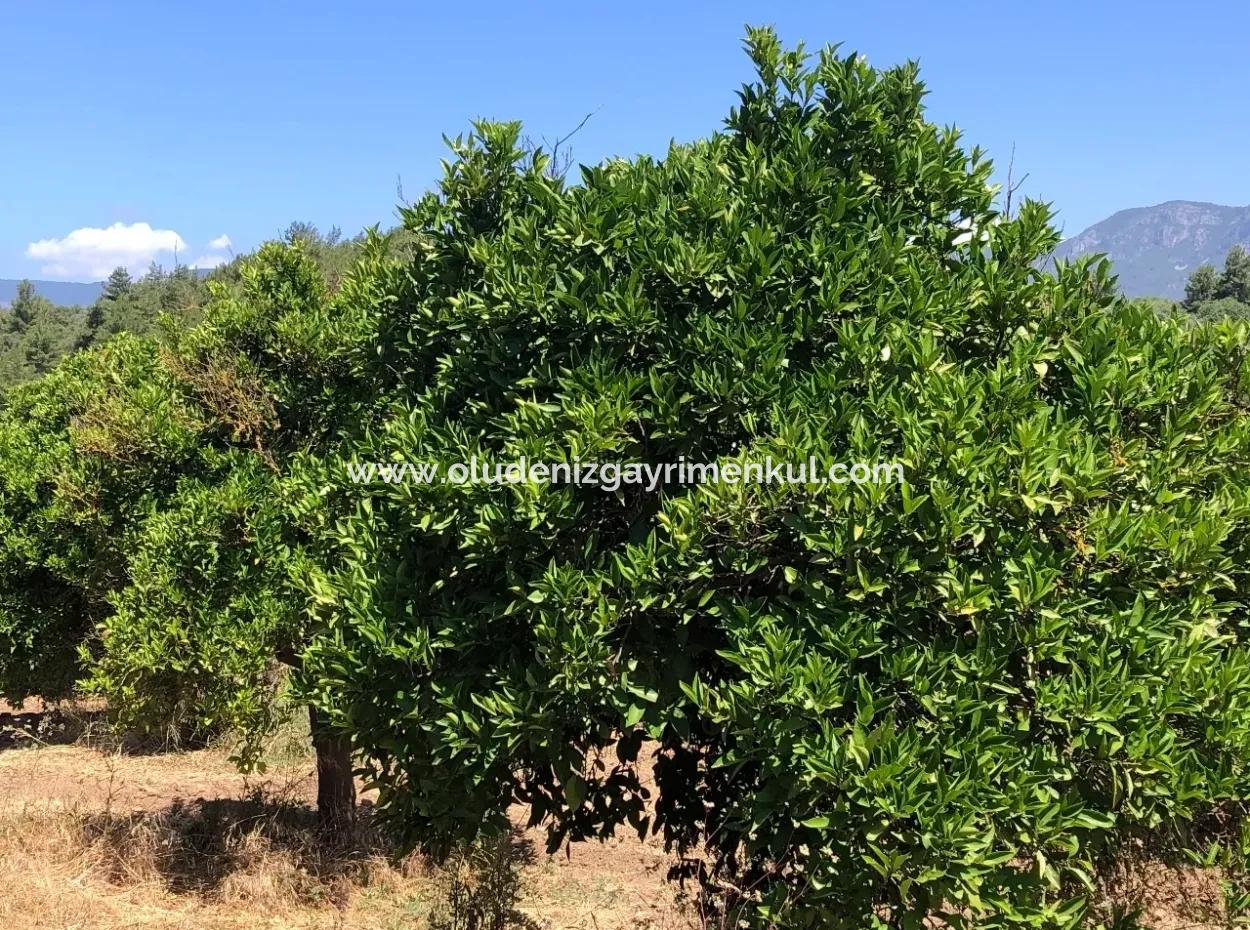 Garden For Sale In Gokce Akyaka, Near The Sea, A 38,000M2 Plot For Sale