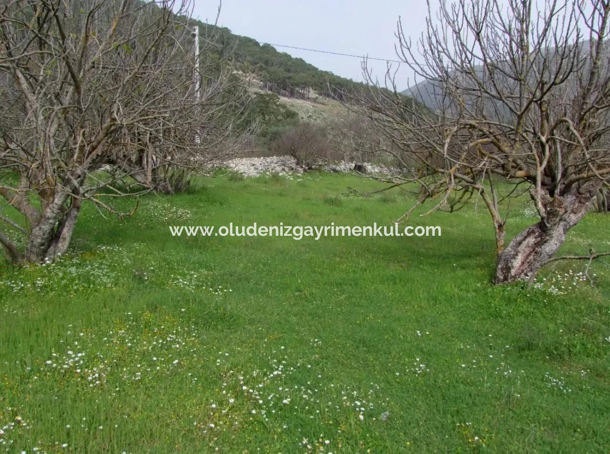 In Incirkoy Uzumlu Fethiye Plot For Sale Farm For Sale In Incirkoy