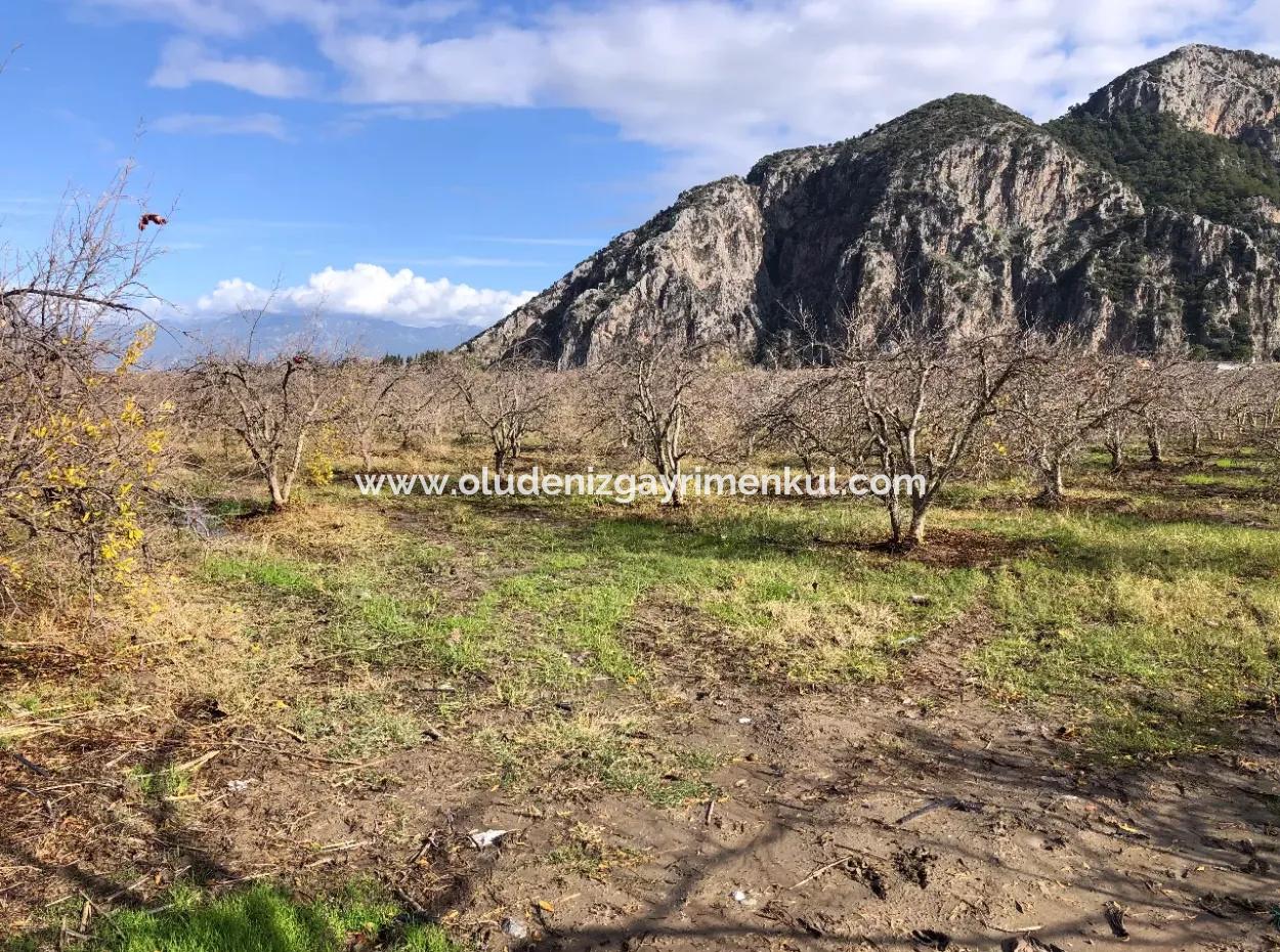 Land For Sale In Dalyan Istuzu Yollu On 24,000M2 Pomegranate Garden For Sale
