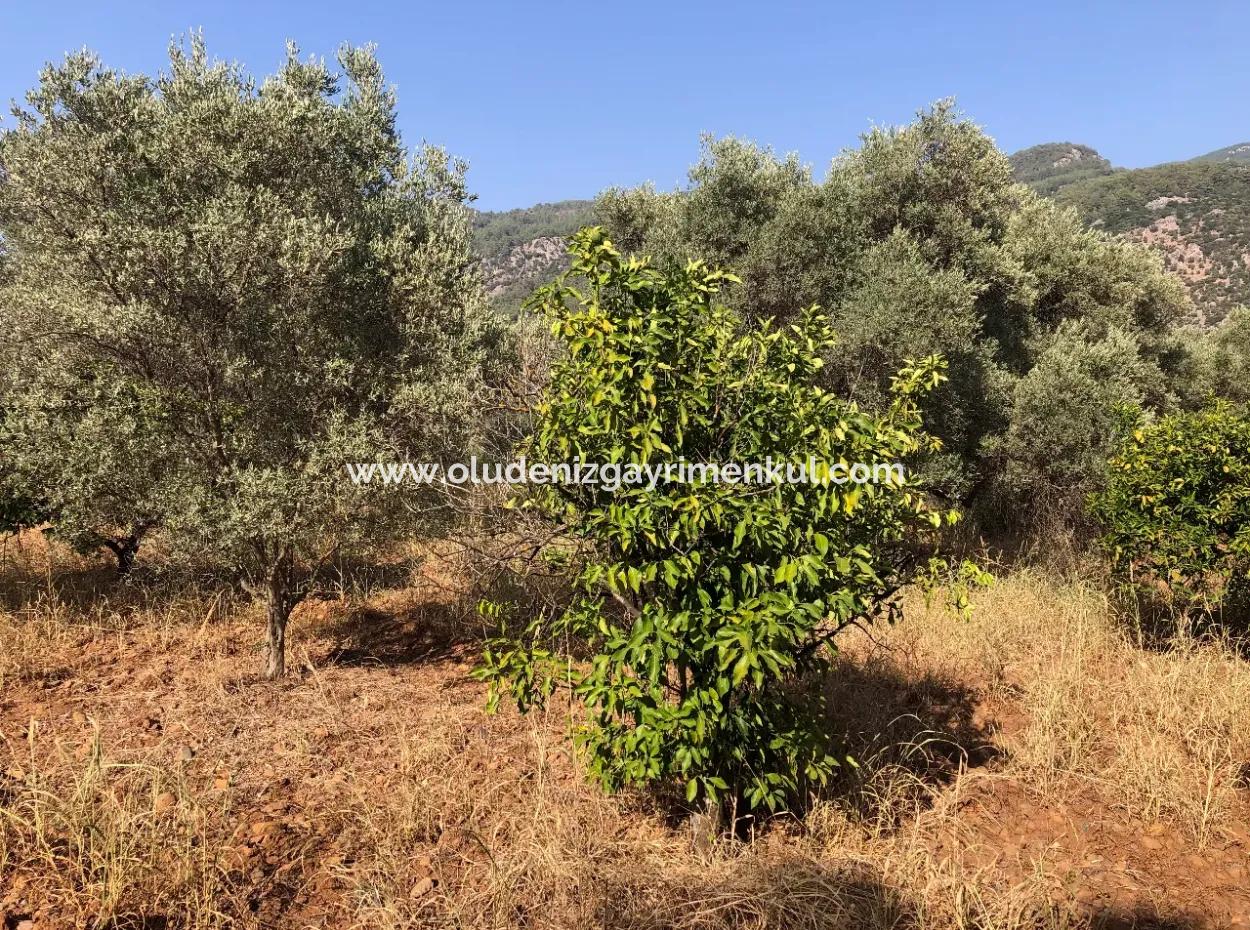 Land Field For Sale In Köyceğinz Yangi 9406M2 Land For Sale