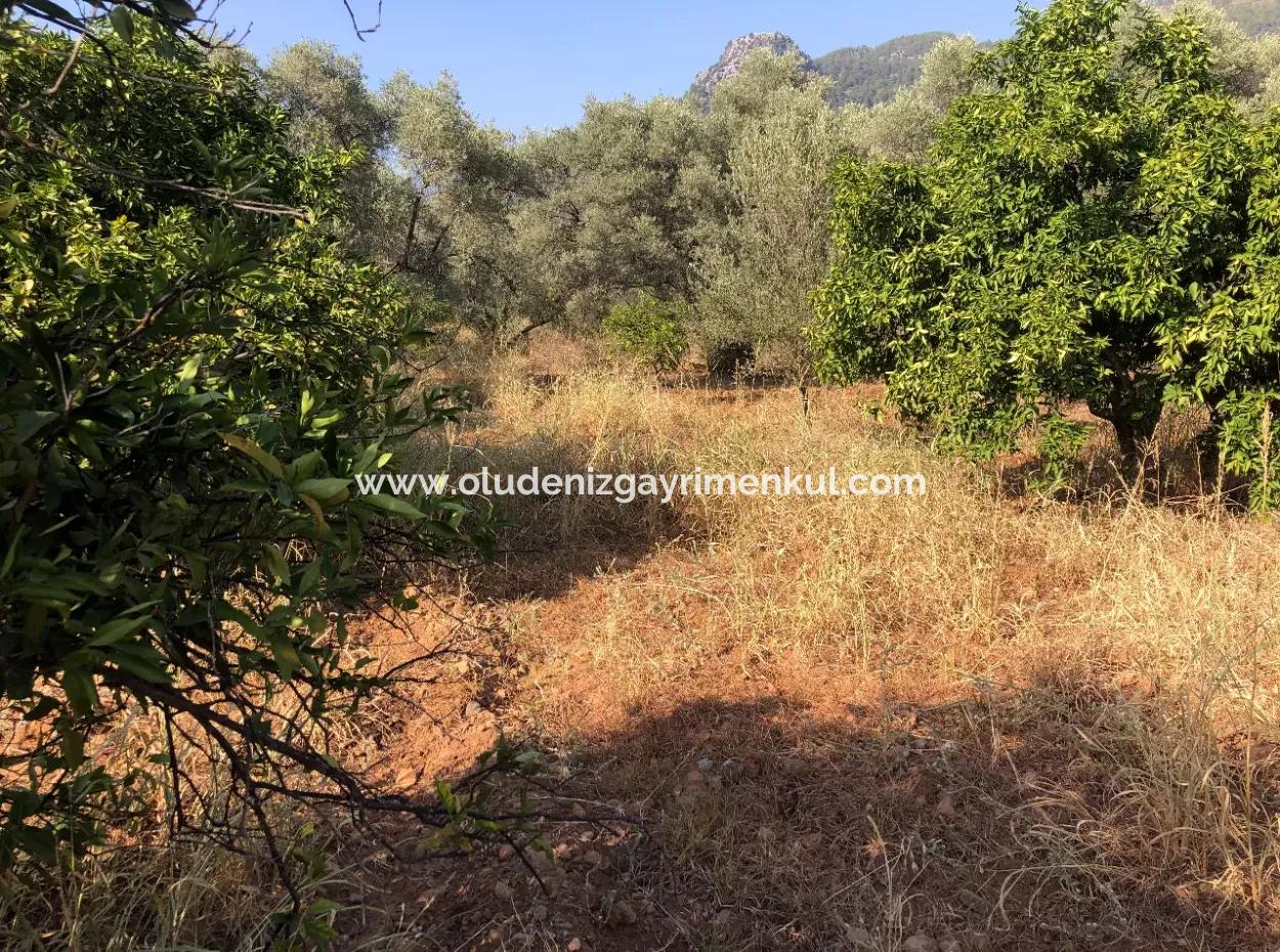 Land Field For Sale In Köyceğinz Yangi 9406M2 Land For Sale