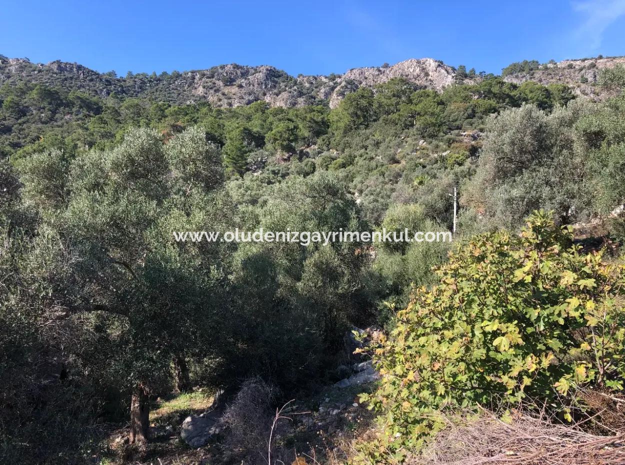 Land For Sale With Sea View Of Fevziye