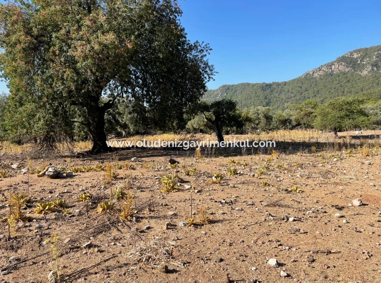 2620M2 Land Field For Sale With Sea View Of Çandir