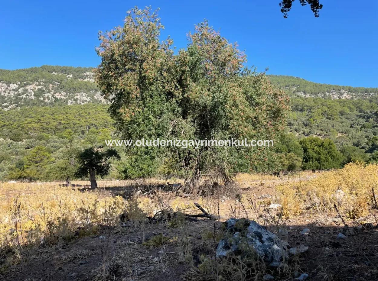 2620M2 Land Field For Sale With Sea View Of Çandir