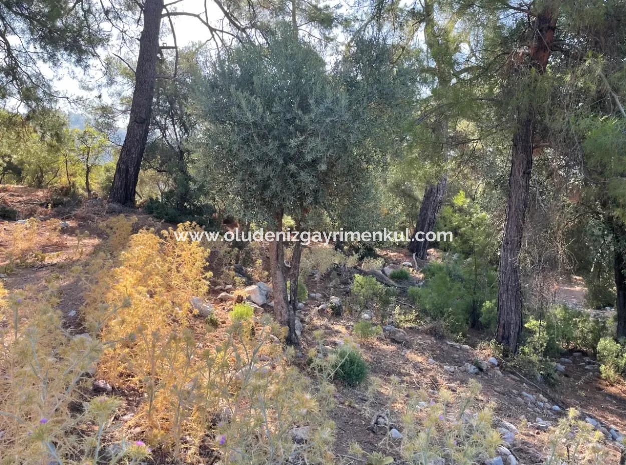 2620M2 Land Field For Sale With Sea View Of Çandir