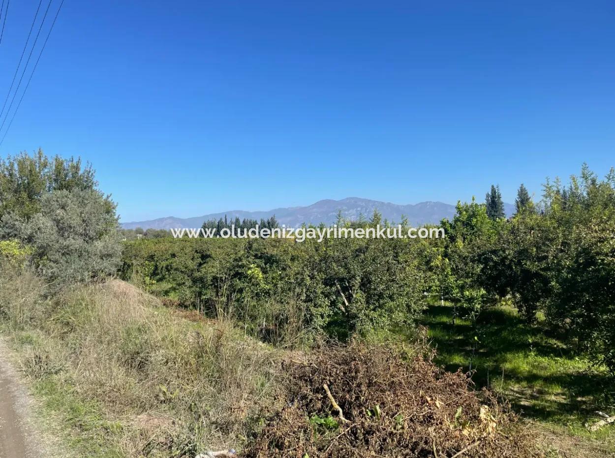 2223M2 Fields For Sale In Dalyan