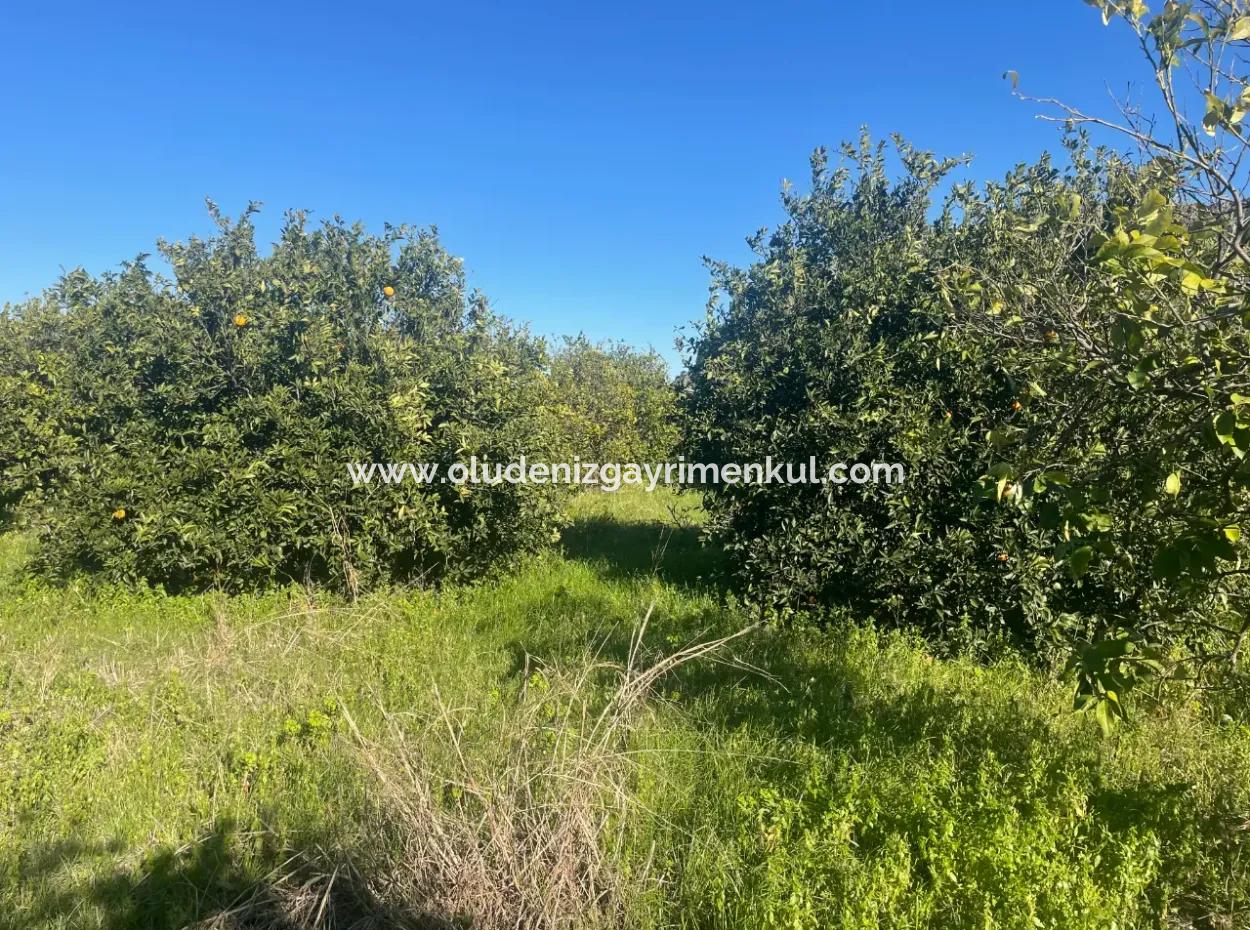 Dalyan Land For Sale 5227M2 Land For Sale