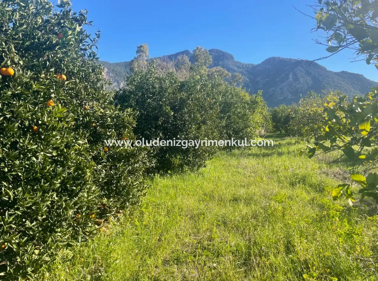 Dalyan Land For Sale 5227M2 Land For Sale