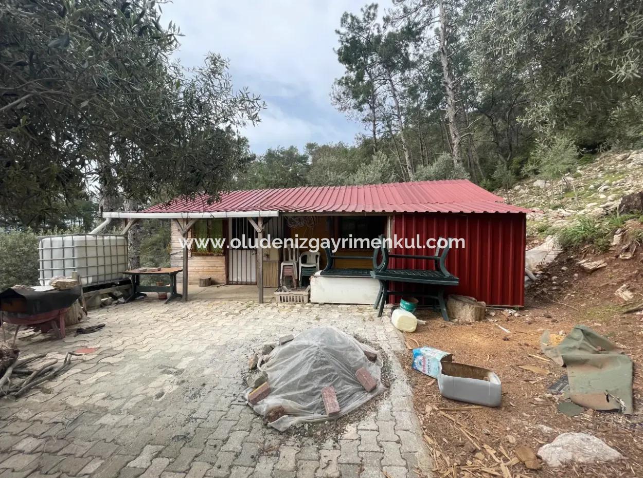 Olive House With Sea View In Ekincik Is For Sale