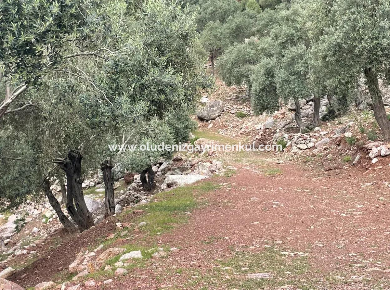 Olive House With Sea View In Ekincik Is For Sale