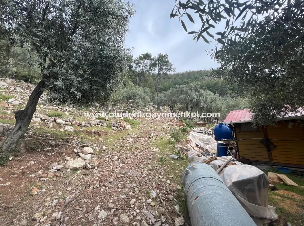 Olive House With Sea View In Ekincik Is For Sale