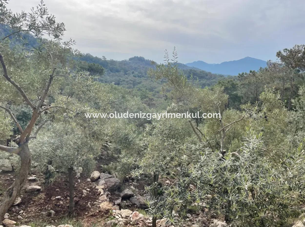 Olive House With Sea View In Ekincik Is For Sale