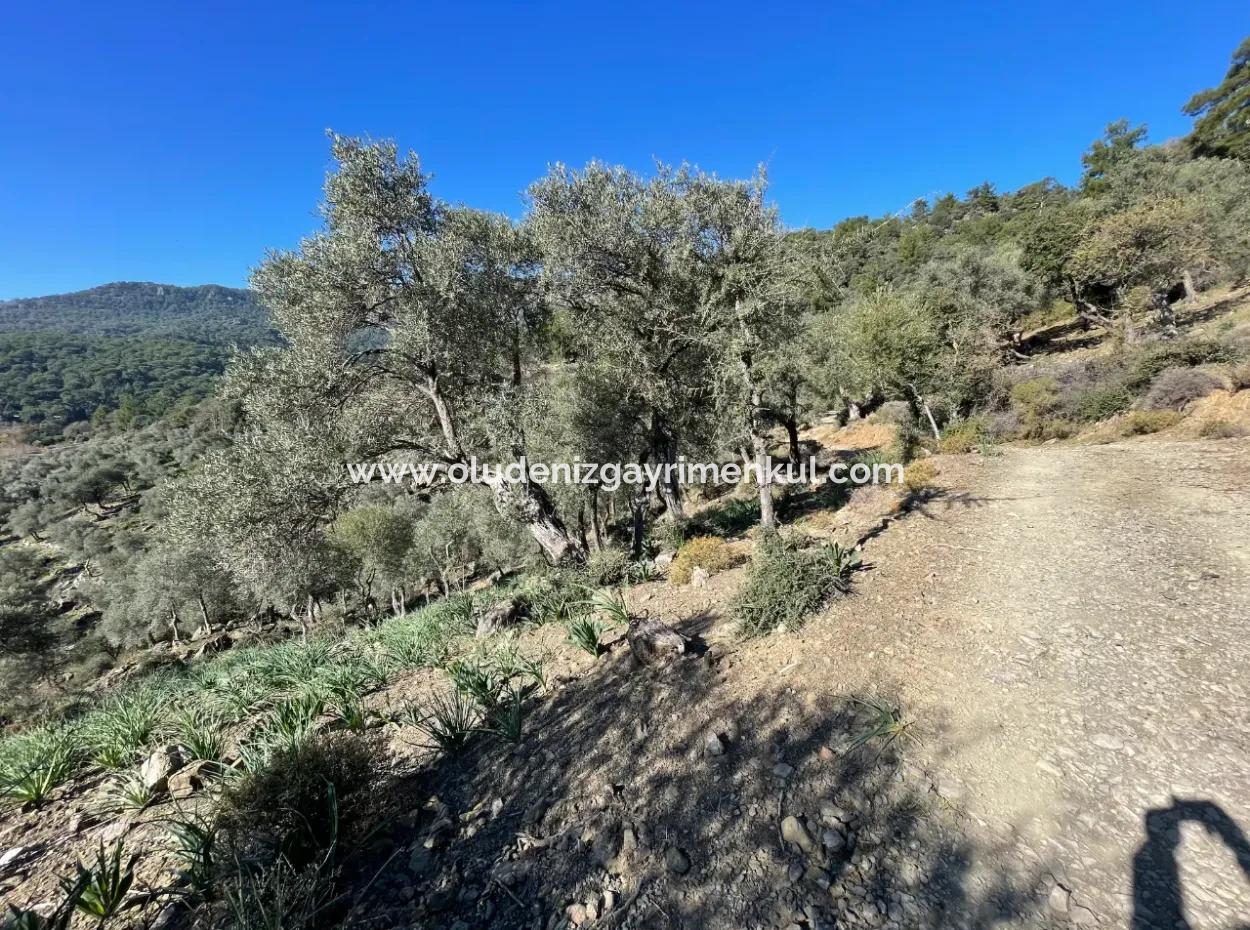 950M2 2B Field For Sale With Sea And Lake View In Çandır