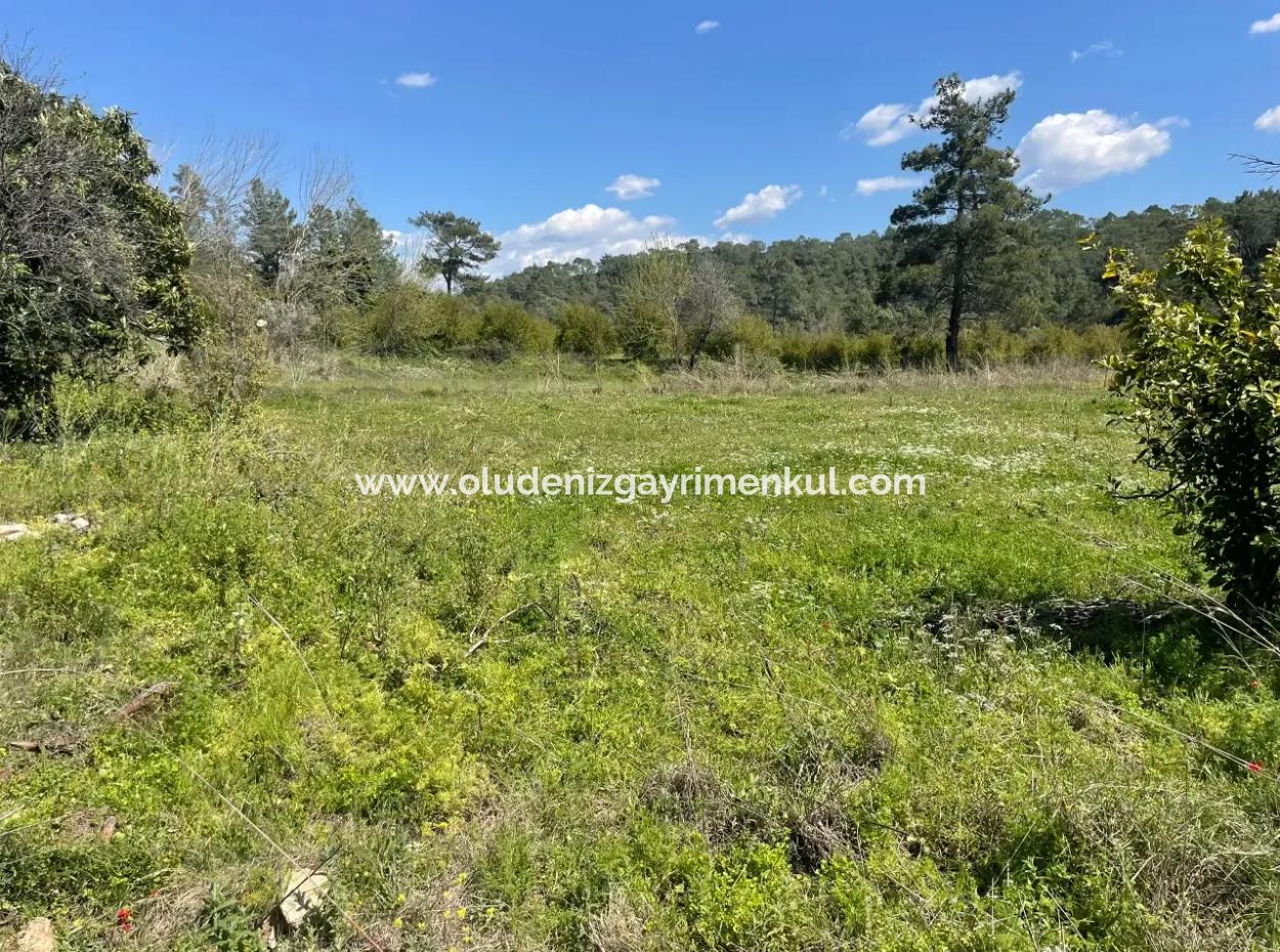 Village House For Sale In 5650M2 Field In Zeytinalann