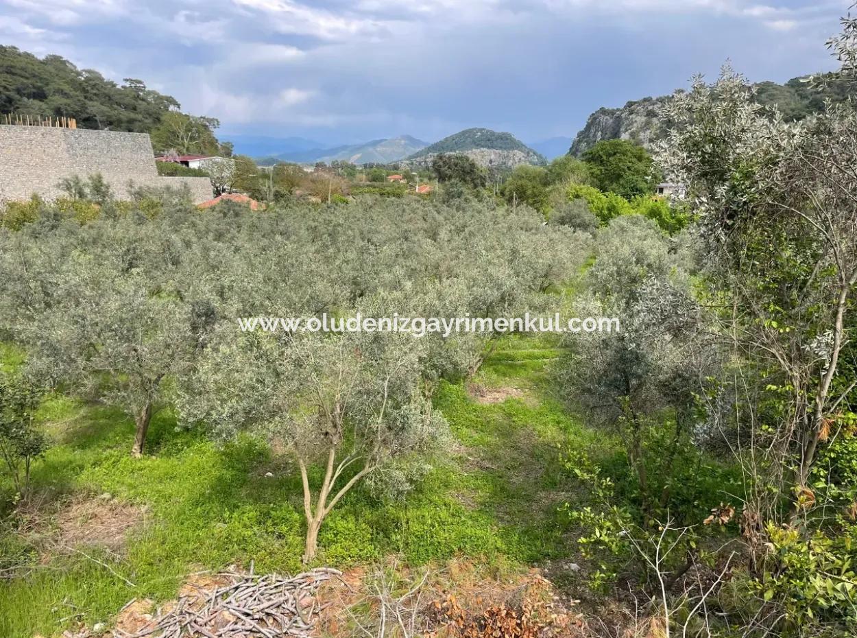 5000M2 Field For Sale At The Beginning Of The Road In Çandır