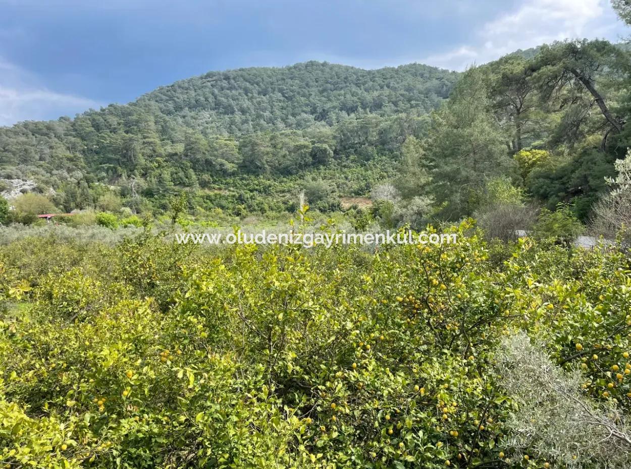 5000M2 Field For Sale At The Beginning Of The Road In Çandır