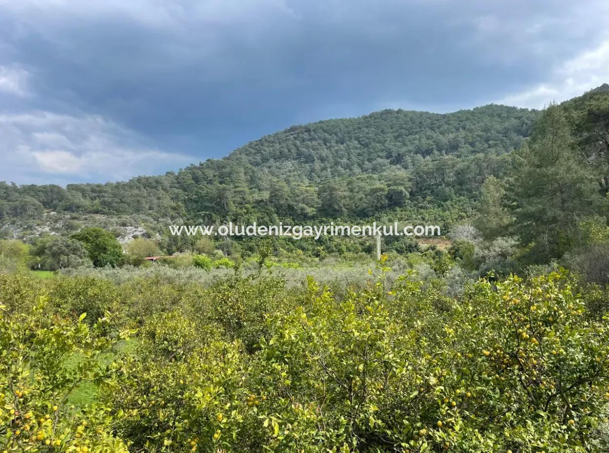 5000M2 Field For Sale At The Beginning Of The Road In Çandır