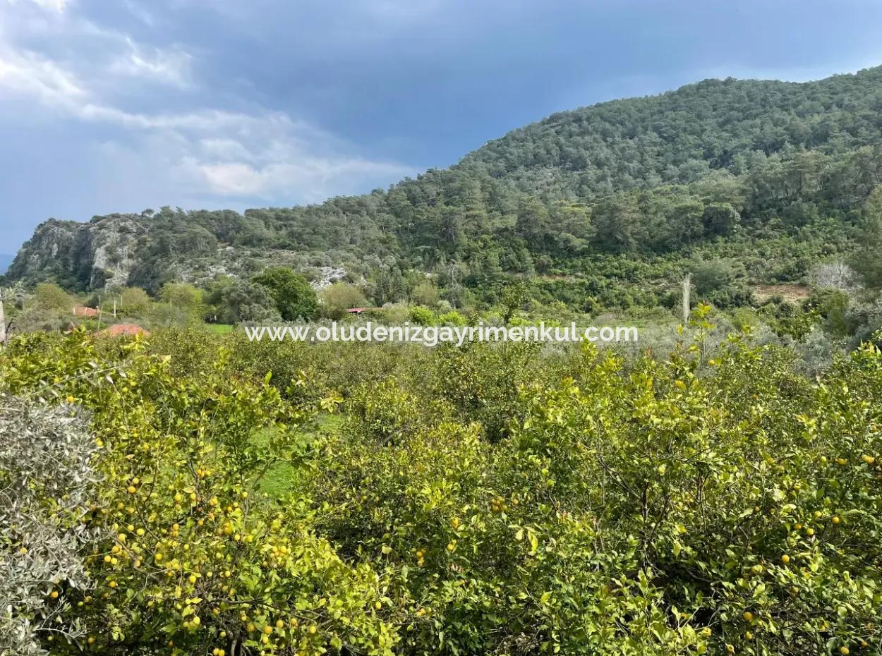 5000M2 Field For Sale At The Beginning Of The Road In Çandır