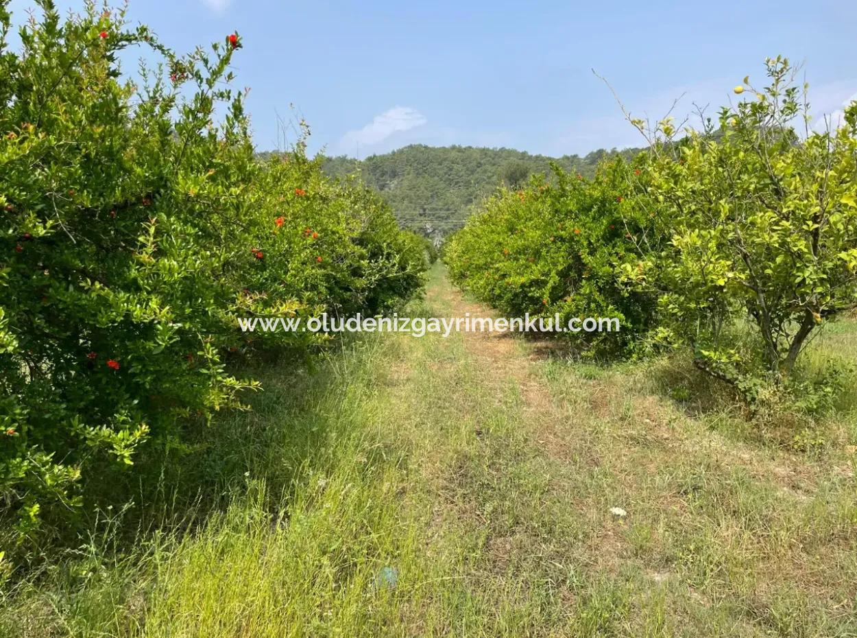 7800M2 Land For Sale At The Beginning Of Iztuzu Beach Road In Gökbel