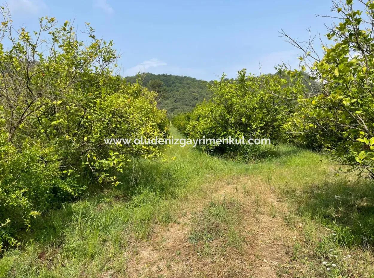 7800M2 Land For Sale At The Beginning Of Iztuzu Beach Road In Gökbel