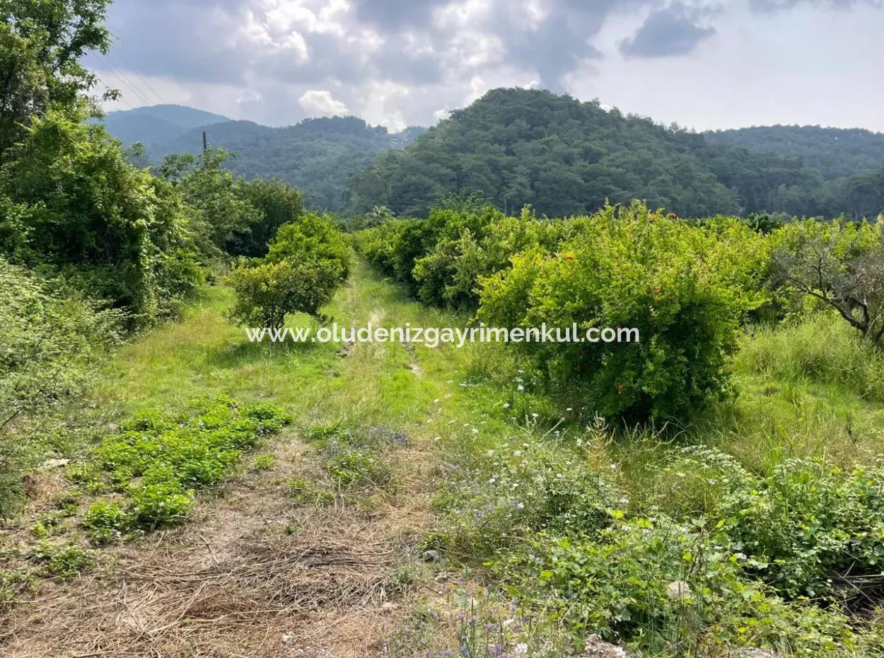 7800M2 Land For Sale At The Beginning Of Iztuzu Beach Road In Gökbel