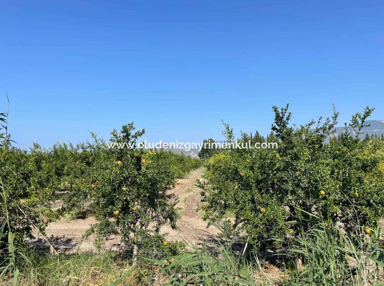 10,000M2 Pomegranate Garden For Sale In Dalyan Arıkbaşı And Gerendüzün